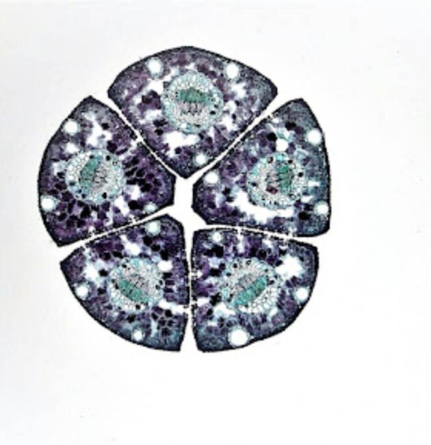 From Cells to Cures: A New Way of Understanding Health