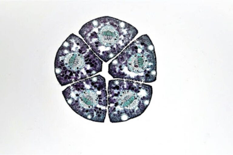 From Cells to Cures: A New Way of Understanding Health
