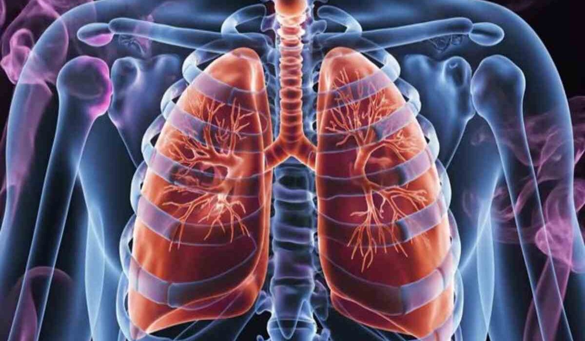 apothorax in human body