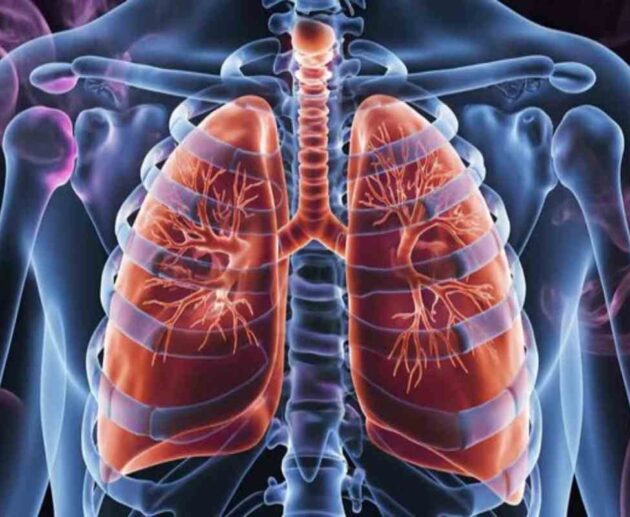 apothorax in human body