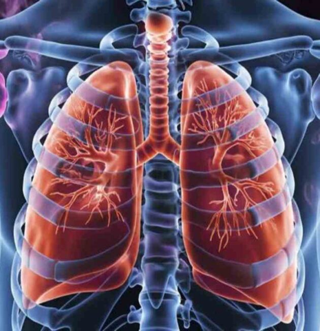 apothorax in human body